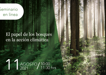 El papel de los bosques en la acción climática