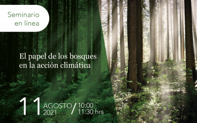 El papel de los bosques en la acción climática